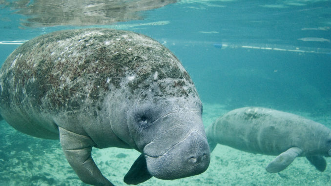 Columbus mistakes manatees for mermaids – Bowie News